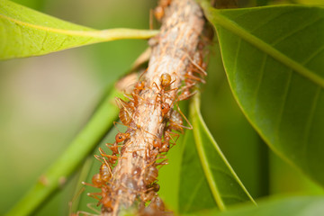 Aphid-Herding Ants