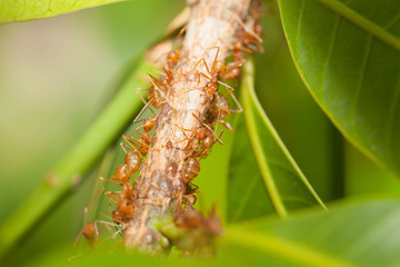 Aphid-Herding Ants