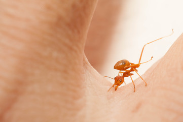 The angry ant attack to enemy by bite and spray citric acid