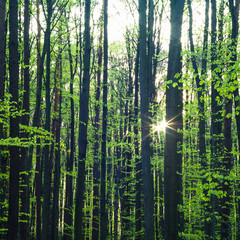 Fototapeta premium trees