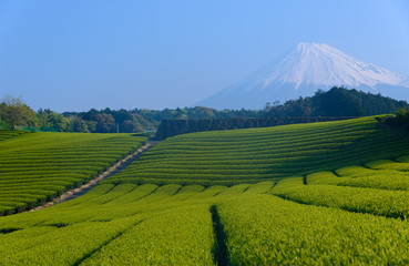 Fototapeta na wymiar Mt.Fuji and Tea plantation in Fuji city, Shizuoka, Japan