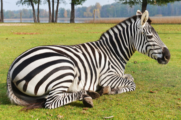 zebra in field