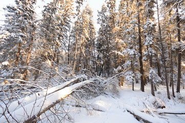 forest winter