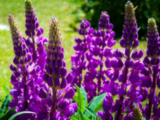 Obraz premium Lavender Patagonia