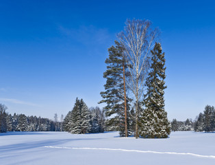 Winter forest