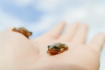 frog