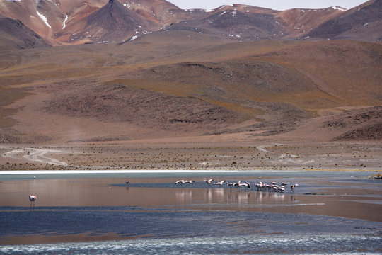 Wild untouched nature landscape with flamingos in Bolivian Andes