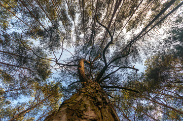 tree