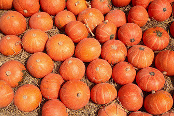 Many pumpkins at jim thompson farm
