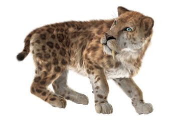 Big Cat Smilodon