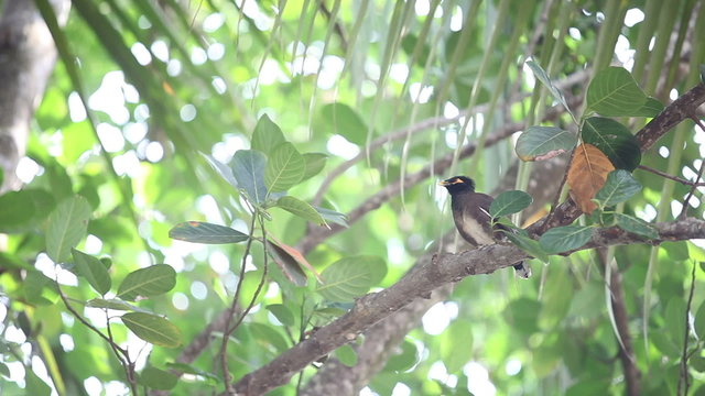 Indian woodpecker cratched on branch and sing