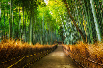 Fototapeta premium Arashiyama Bamboo Grove
