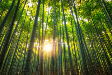 Naklejka premium Arashiyama Bamboo Grove