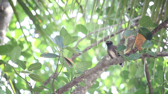 Indian woodpecker bird sit on on the edge of the house