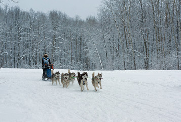 Dogsled - vintage trucks northern Aboriginal now becomes the spo