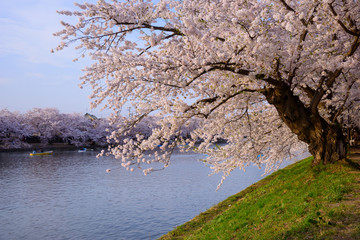 Cherry blossoms at the Hirosaki Castle Park in Hirosaki, Aomori,