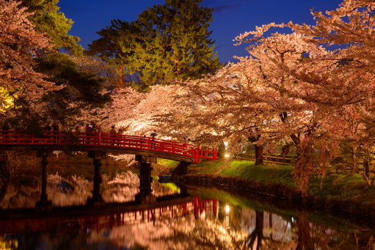 Cherry blossoms at the Hirosaki Castle Park in Hirosaki, Aomori,