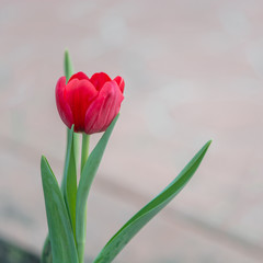 red tutip