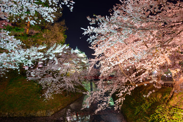 Cherry blossoms at the Hirosaki Castle Park in Hirosaki, Aomori,