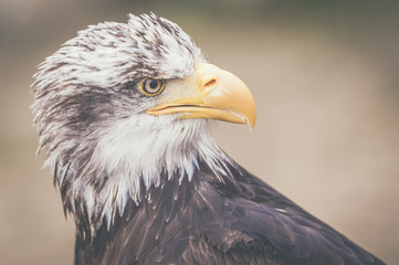 Aigle des steppes