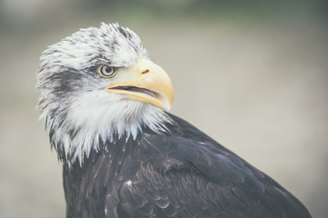 Aigle des steppes