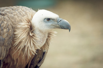 Vautour fauve