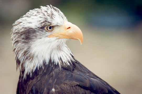 Aigle des steppes