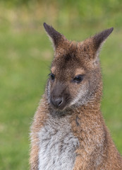 Cute Bennet Kangaroo on a meadow