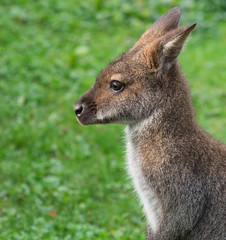 Cute Bennet Kangaroo on a meadow