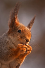 Close-up of eating squirrel