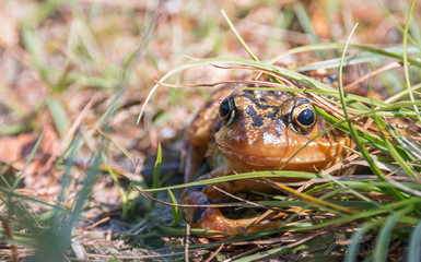 Frog in the grass