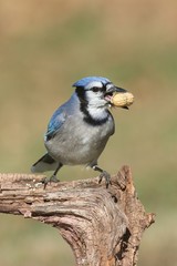 Blue Jay Eating Peanuts