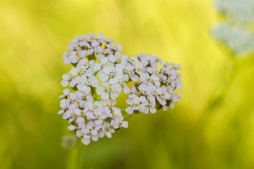 Тысячелистник обыкновенный (Achillea millefolium) © bizonts