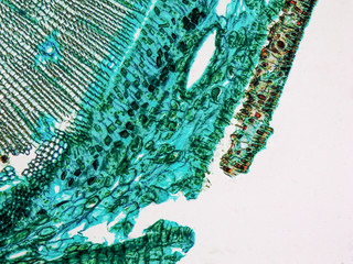 Pine Wood micrograph