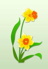 Yellow narciss flower .