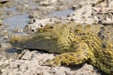 Young crocodile near the water