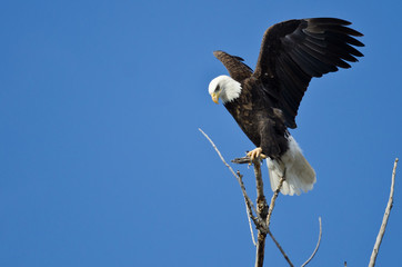 Bald Eagle Hunting From The Tree Top