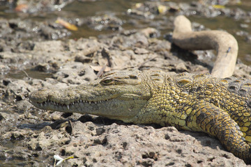 Young crocodile near the water