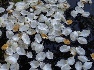 Лепестки в воде