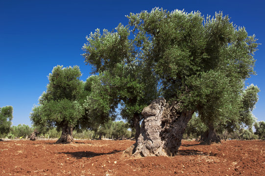 Pianta di olivo centenaria