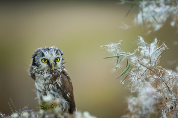 Boreal owl