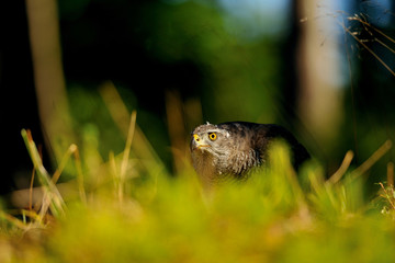 Northern goshawk head
