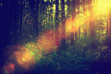 Fototapeta na wymiar Sun shining through deep forest. Flare, vintag