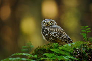 Little owl