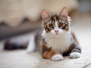 Multi-colored cat with yellow eyes.