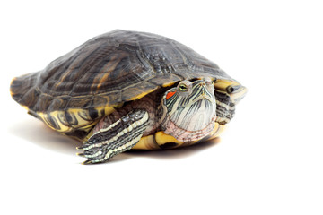 Obraz premium Turtle on a white background