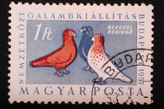Hungary  1957: Postage stamp image of three colorful pigeons