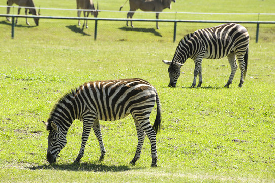Fototapeta zebra in the zoo