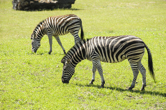 Fototapeta zebra in the zoo