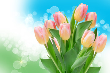 tulip flowers